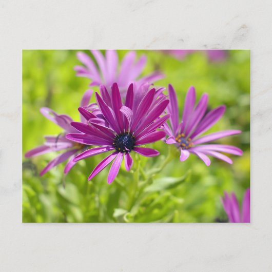 African Daisy Blume Postcard Postkarte (Vorderseite)