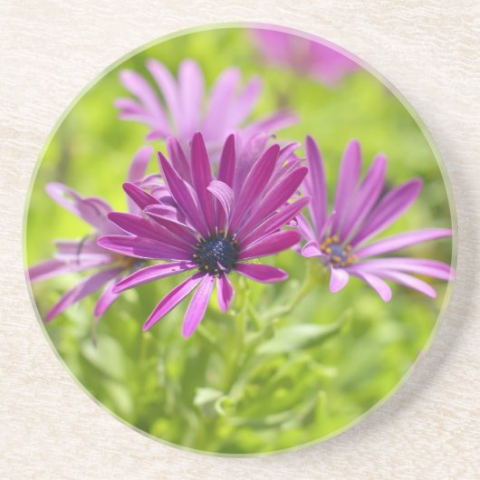 African Daisy Blume Untersetzer (Vorne)