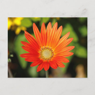 African Daisy. Bute Park, Cardiff, Wales Postkarte