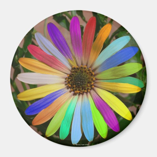 African Daisy Colorful-Magnet Magnet (Vorne)
