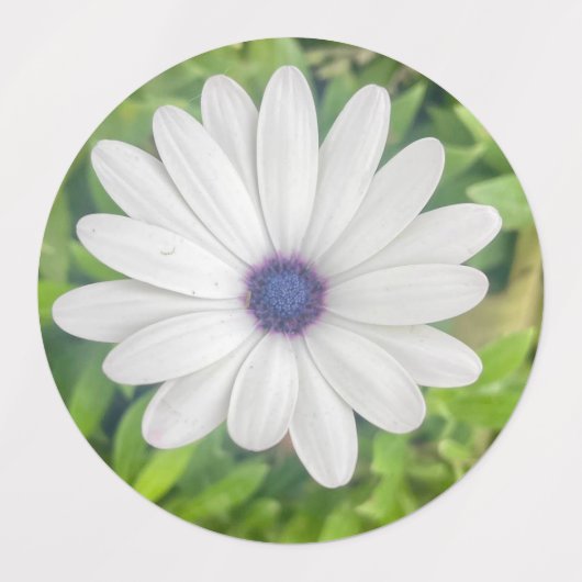 African Daisy Etiketten (Design 2)