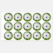 African Daisy Etiketten (Blatt)