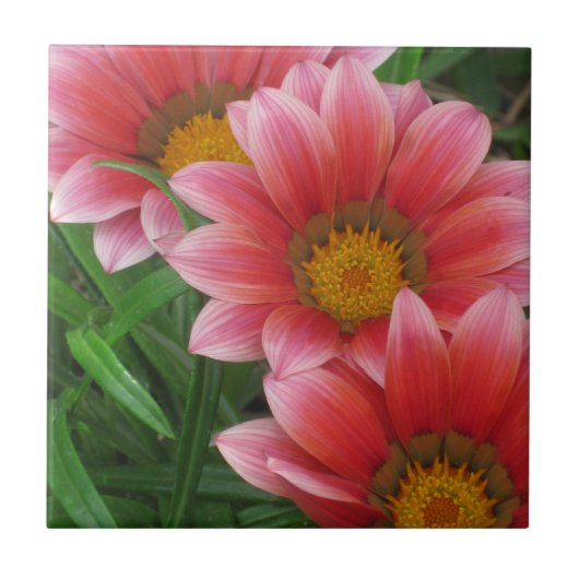African Daisy Fliese (Vorderseite)