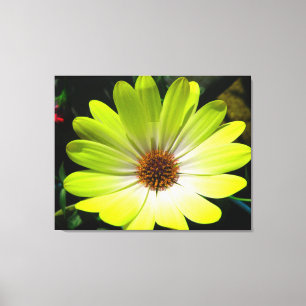 African Daisy Fluorescent Yellow Canvas Print Leinwanddruck