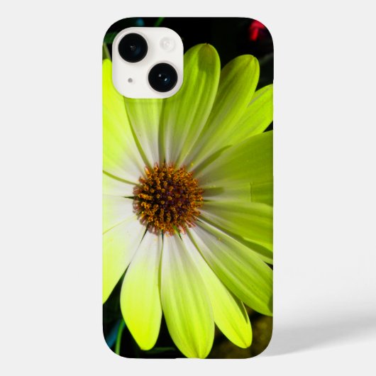 African Daisy Fluorescent Yellow Case-Mate iPhone Hülle (Rückseite)