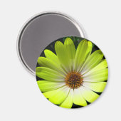 African Daisy Fluorescent Yellow Magnet (Vorderseite/Rückseite)
