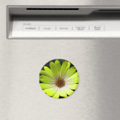 African Daisy Fluorescent Yellow Magnet (In Situ (Geschirrspüler))