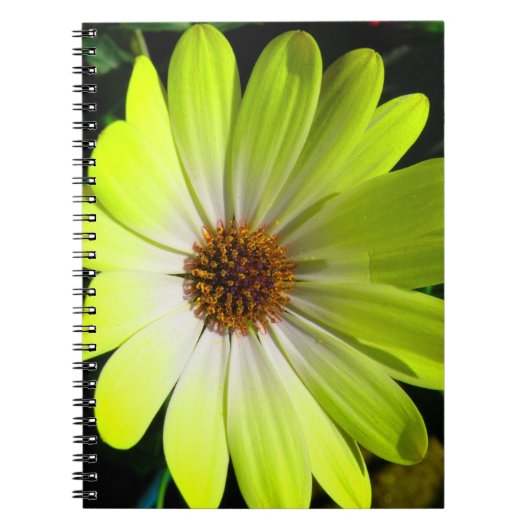 African Daisy Fluorescent Yellow Notebook Notizblock (Vorderseite)