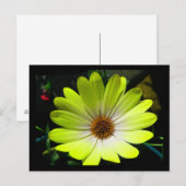 African Daisy Fluorescent Yellow Postcard Postkarte (Vorne/Hinten)