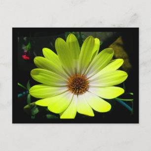 African Daisy Fluorescent Yellow Postcard Postkarte