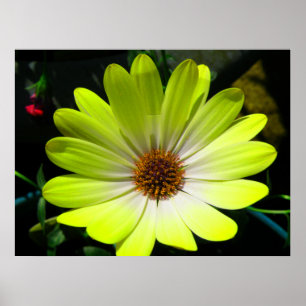 African Daisy Fluorescent Yellow Print Poster