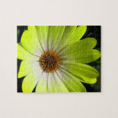 African Daisy Fluorescent Yellow Puzzle (Horizontal)