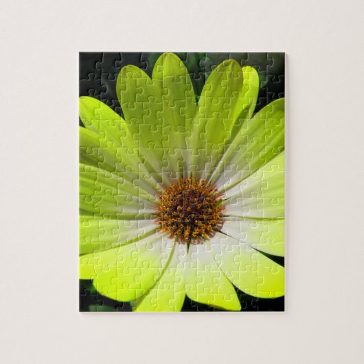 African Daisy Fluorescent Yellow Puzzle (Vertikal)