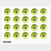 African Daisy Fluorescent Yellow Sticker (Blatt)