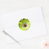 African Daisy Fluorescent Yellow Sticker (Umschlag)