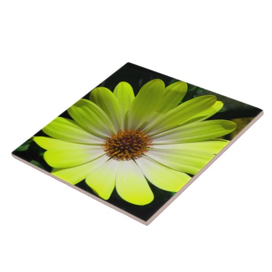 African Daisy Fluorescent Yellow Tile Fliese (Seite)