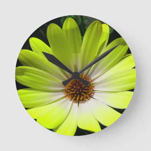 African Daisy Fluorescent Yellow Wall Clock Runde Wanduhr (Vorderseite)