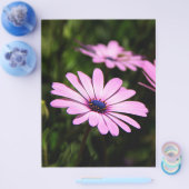 African Daisy Flyer (Einzeln)