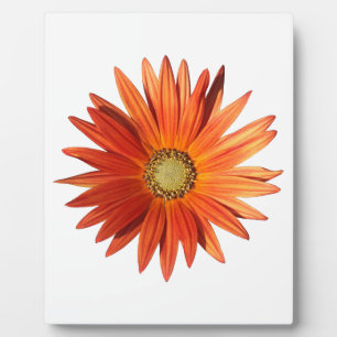 African Daisy Fotoplatte