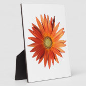 African Daisy Fotoplatte (Seite)