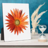 African Daisy Fotoplatte (Seite)