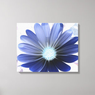 African Daisy Glows Blue Canvas Print Leinwanddruck