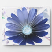 African Daisy Glows Blue Plaque Fotoplatte (Vorderseite)
