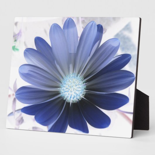 African Daisy Glows Blue Plaque Fotoplatte (Seite)