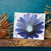 African Daisy Glows Blue Plaque Fotoplatte (Seite)