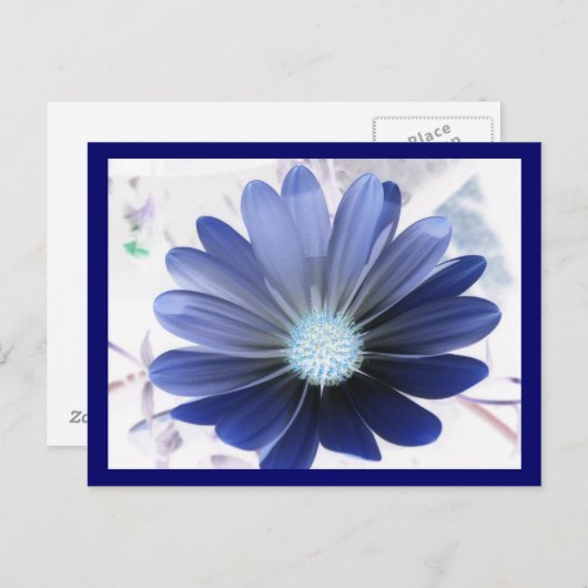 African Daisy Glows Blue Postcard Postkarte (Vorne/Hinten)