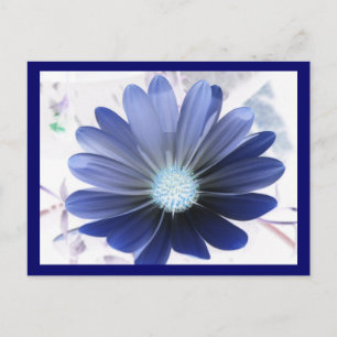 African Daisy Glows Blue Postcard Postkarte