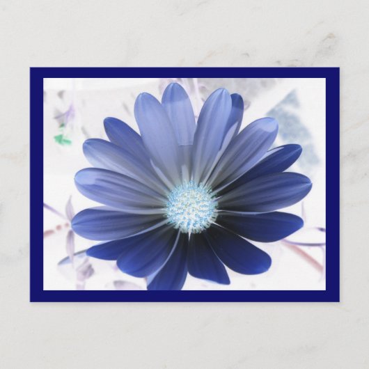 African Daisy Glows Blue Postcard Postkarte (Vorderseite)