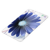 African Daisy Glows Blue Premium Magnet (Linke Seite)