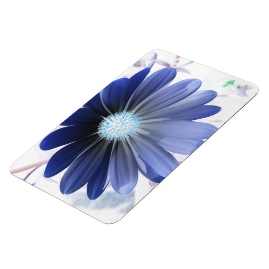 African Daisy Glows Blue Premium Magnet (Linke Seite)