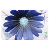 African Daisy Glows Blue Premium Magnet (Horizontal)