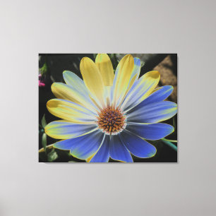 African Daisy Lapis und Gold Canvas Print Leinwanddruck