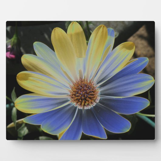 African Daisy Lapis und Gold Plaque Fotoplatte (Vorderseite)