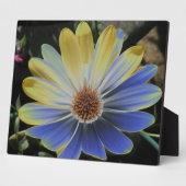 African Daisy Lapis und Gold Plaque Fotoplatte (Seite)
