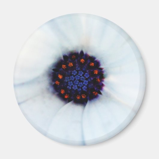 African Daisy Magnet (Vorne)