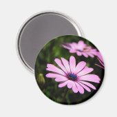 African Daisy Magnet (Vorderseite/Rückseite)