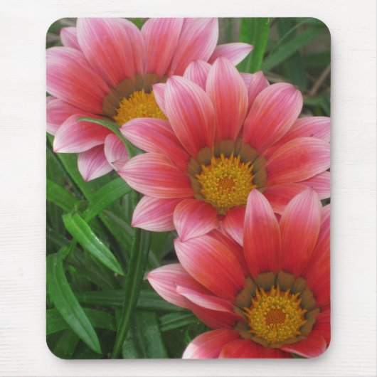 African Daisy Mousepad (Vorne)