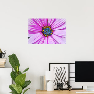 African Daisy Nah Up Poster Art