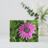 African Daisy Postcard Postkarte (Stehend Vorderseite)