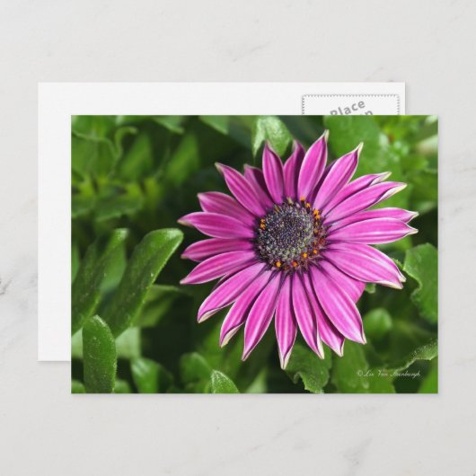 African Daisy Postcard Postkarte (Vorne/Hinten)