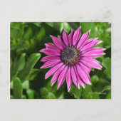 African Daisy Postcard Postkarte (Vorderseite)