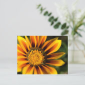 African Daisy Postcard Postkarte (Stehend Vorderseite)