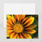 African Daisy Postcard Postkarte (Vorne/Hinten)