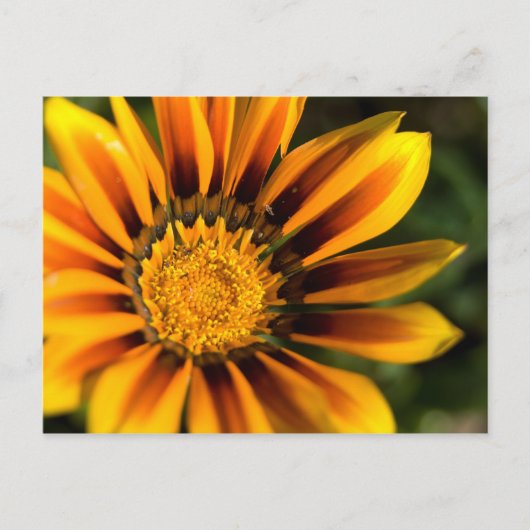 African Daisy Postcard Postkarte (Vorderseite)