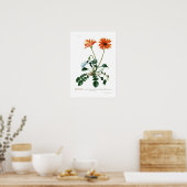 African Daisy Poster (Küche)