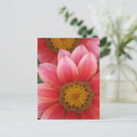 African Daisy Postkarte (Stehend Vorderseite)